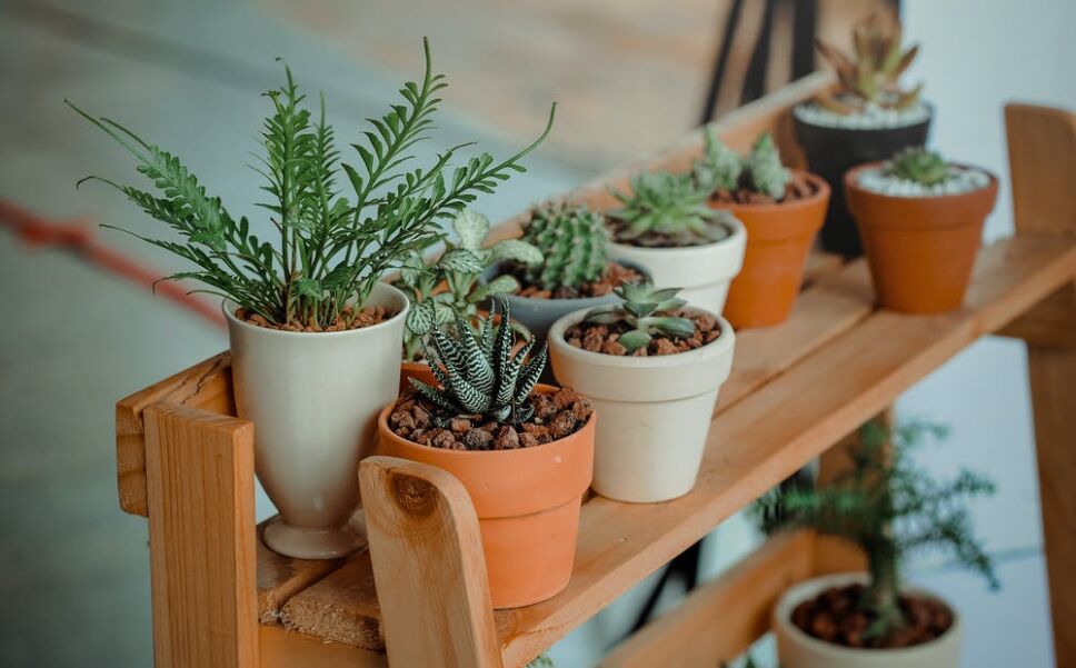 Plantas de regalo