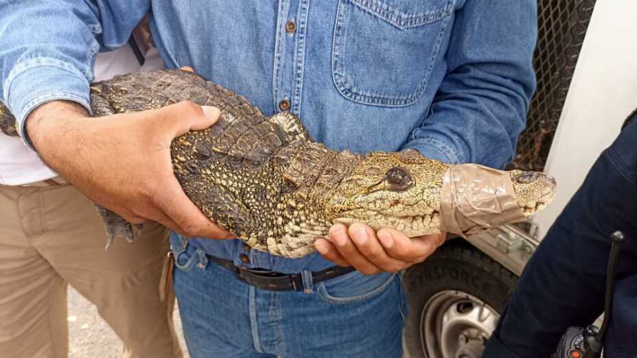 Cocodrilo en Guadalajara