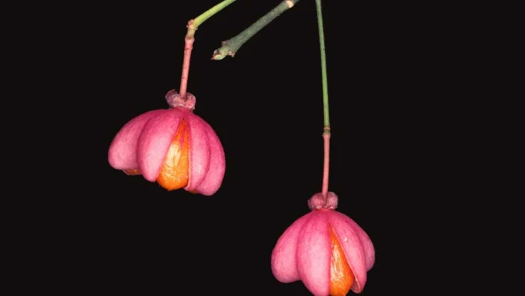 fruto niños Colombia.jpg