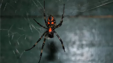 Spider Man, viuda negra, niños A.jpg