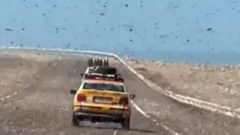 Langostas en el Sahara