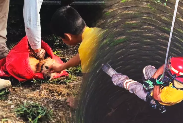 Protección Civil rescata a perrita que cayó en un pozo en Comitán, Chiapas