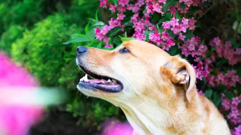 plantas que no dañan la salud del perro.jpg