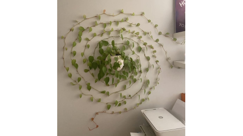 planta