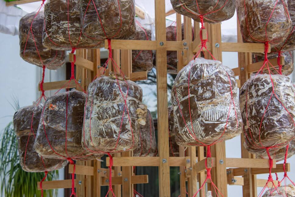 detalle de maquinas bioeticas mextropoli 2021
