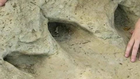 Descubren huellas de dinosaurio en Texas