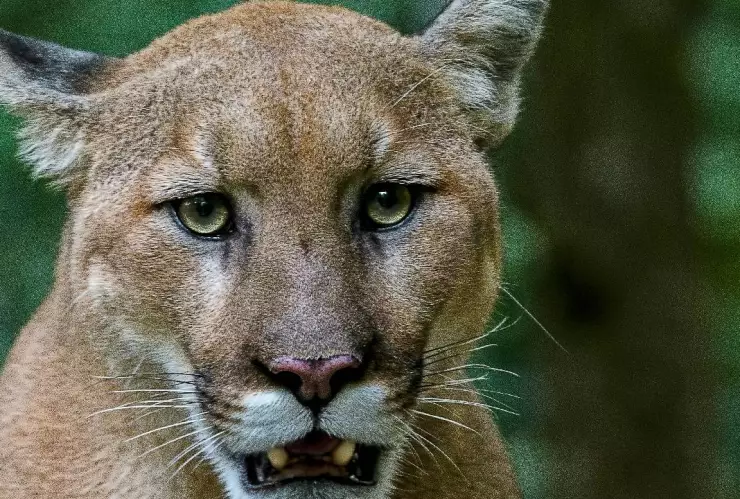FOTO_ Hombre peleó contra un puma en Tamaulipas y GANÓ, ¿cómo lo logró?