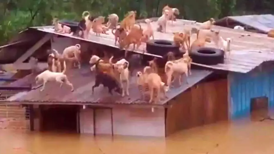 perros atrapados techo albergue filipinas.jpg