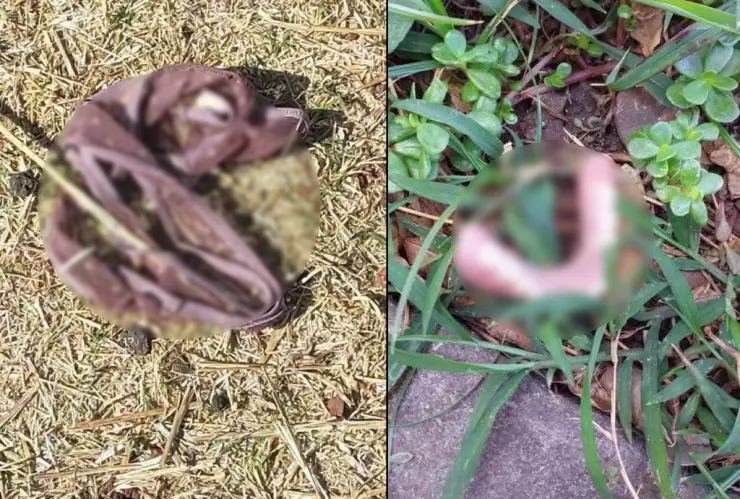 Desde DIENTES hasta ropa interior: Revelan FOTOS de objetos abandonados en feria de Tizimín