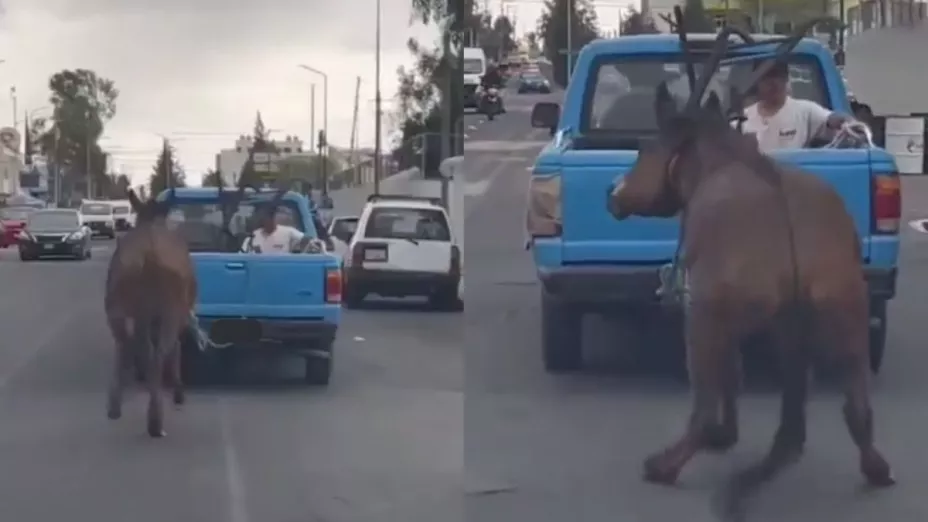 VIDEO Maltrato animal en Puebla,arrastran a caballo