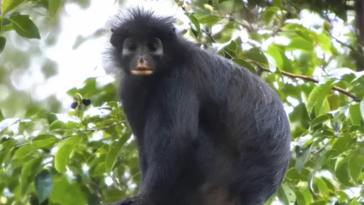 Descubren nueva especie de mono africano en el Congo; este sería su origen