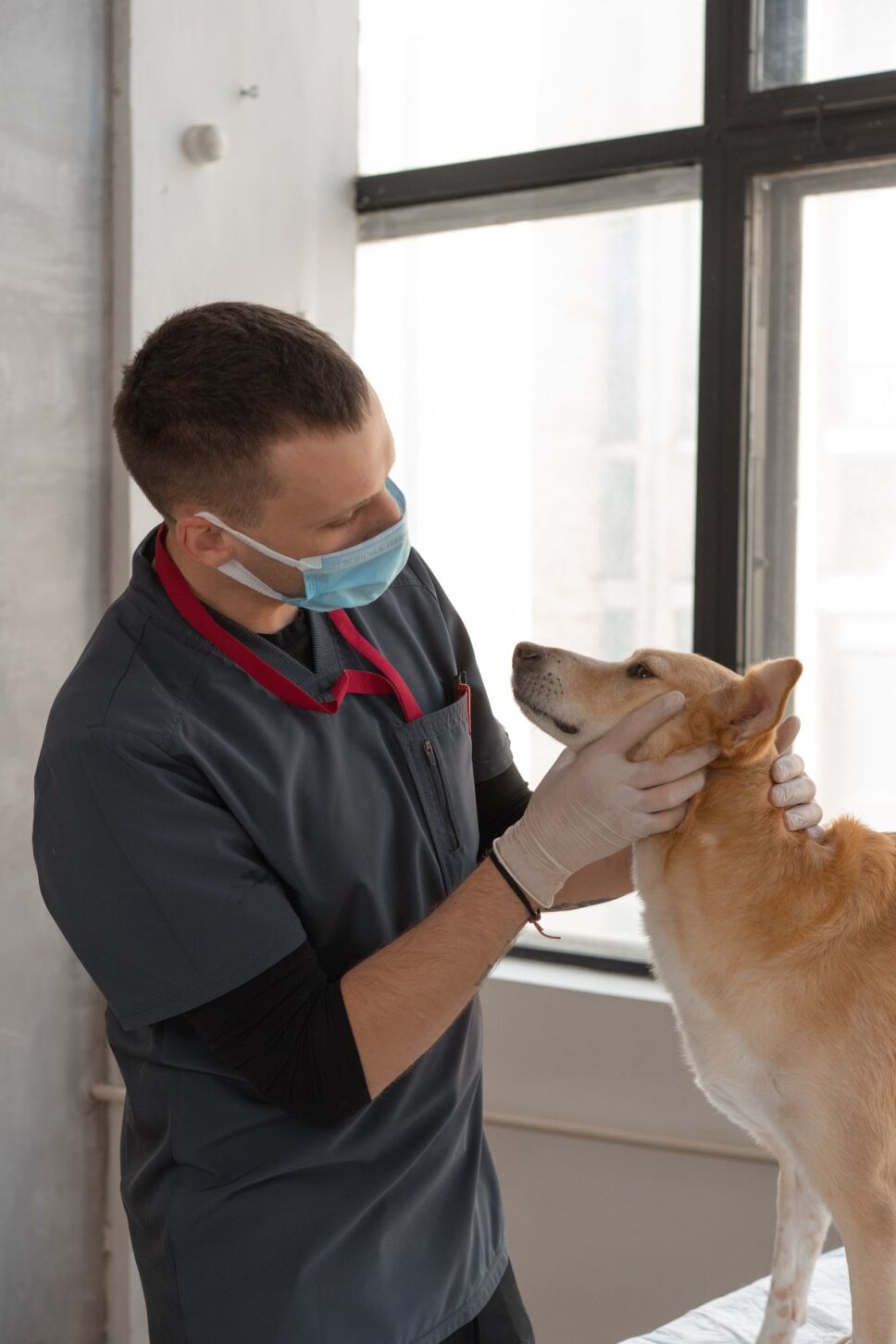 Veterinario