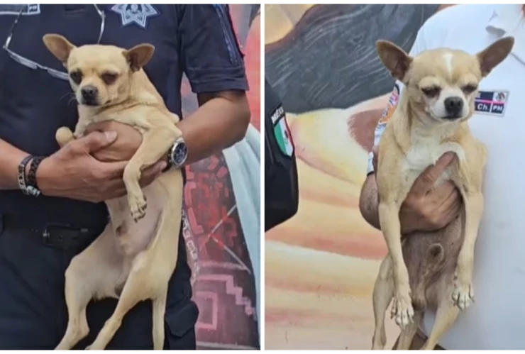 perritos Chihuahua rescatados Mexibus Ecatepec.jpg