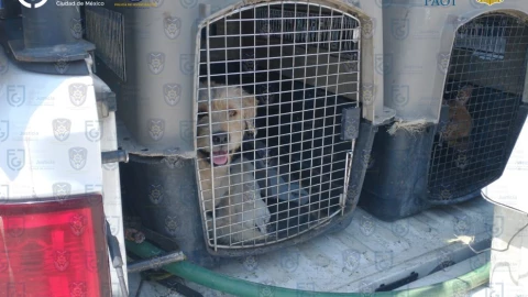 ley-maltrato-animal-seres-sintientes