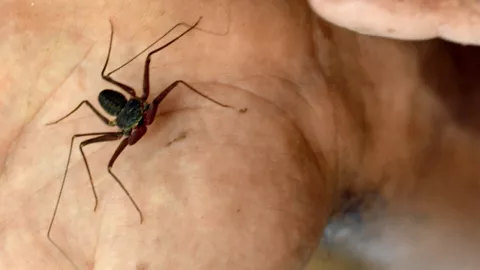 Araña latigo indomable x naturaleza