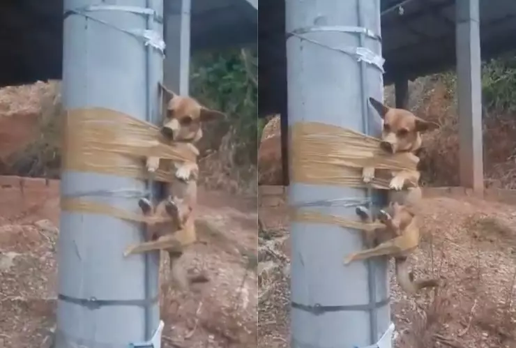 Hombre amarra a un perro en un poste de electricidad en Colombia