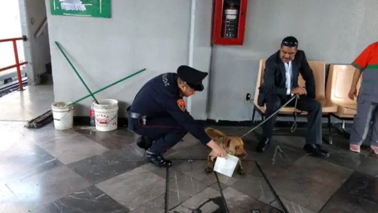 rescate de dos caninos