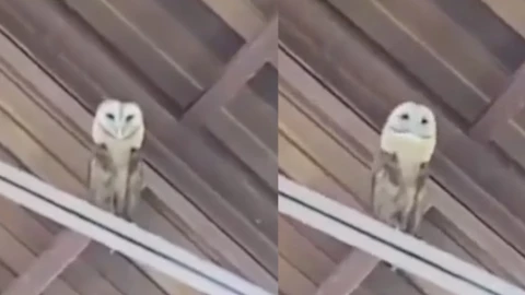 lechuza baila cantos iglesia