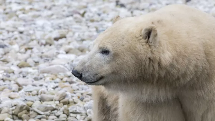 oso polar.jpg