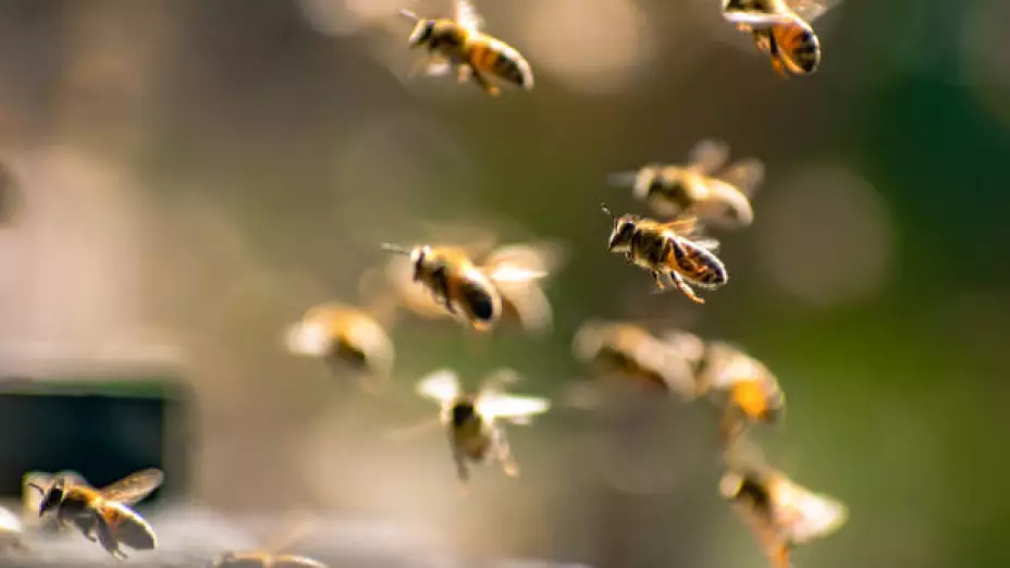 abejas.jpg