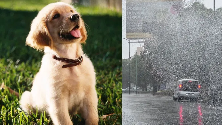/aztecaespeciales/estos-tips-puedes-tomar-en-cuenta-para-que-tus-perros-esten-sanos-salvos-temporada-lluvias-pbg-notas-mt