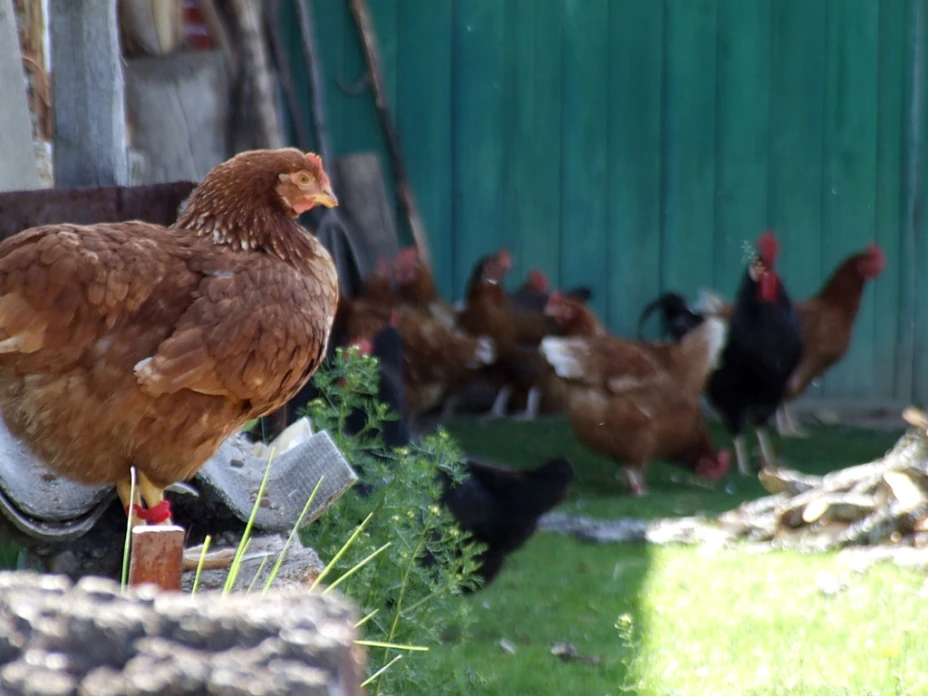 Asalto de gallinas