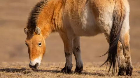 Caballos de Przewalski