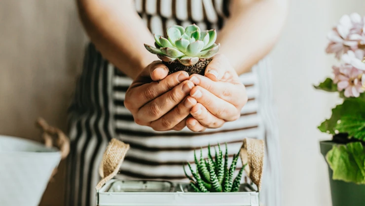 suculenta lengua de suegra tip.jpg