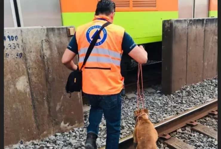 Metro CDMX: Rescate de perro provoca retrasos en la Línea 8