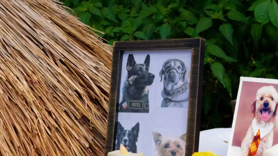 altar lomitos y michis