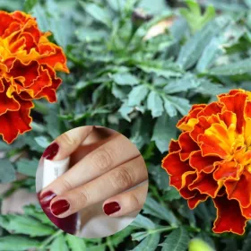 /estilo-de-vida/3-disenos-unas-inspirados-flor-cempasuchil