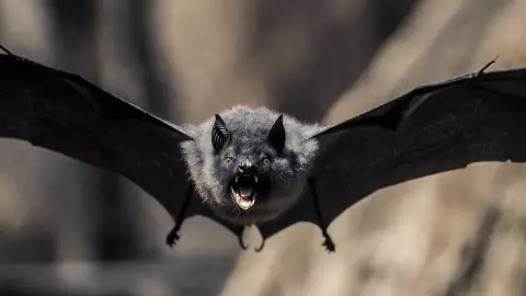 Rabia silvestre en Veracruz