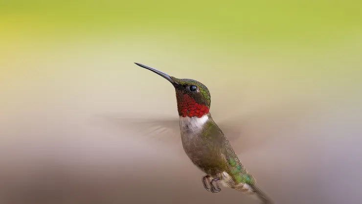Registran el primer avistamiento del colibrí cabeza roja en Jalisco