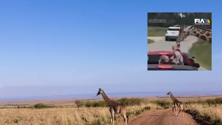 ¡Peligro en el safari! Jirafa toma a una niña en Texas