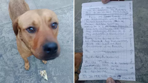 Canelo, el perrito abandonado que conmovió a internautas en Huipulco.jpg