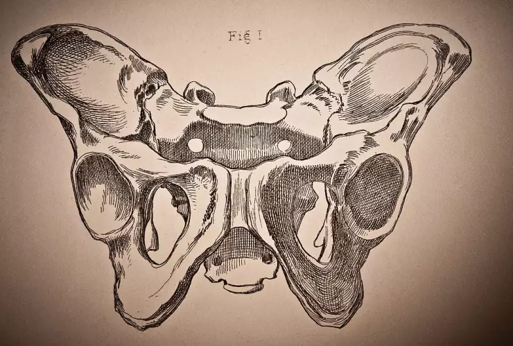 Pelvis
