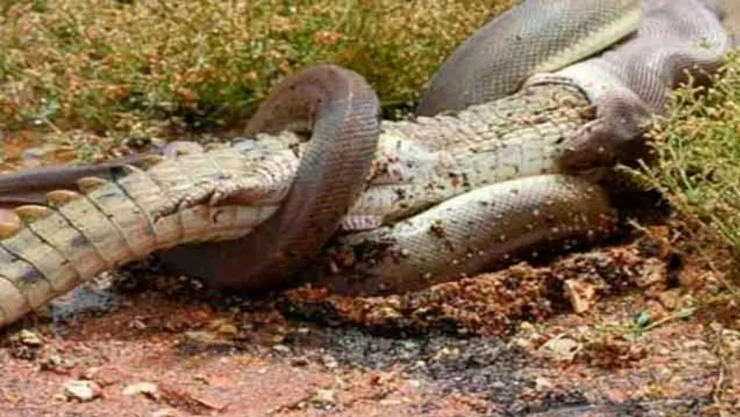 Pitón engulle a caimán