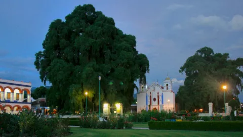 ahuehuete qué condiciones necesita crecer
