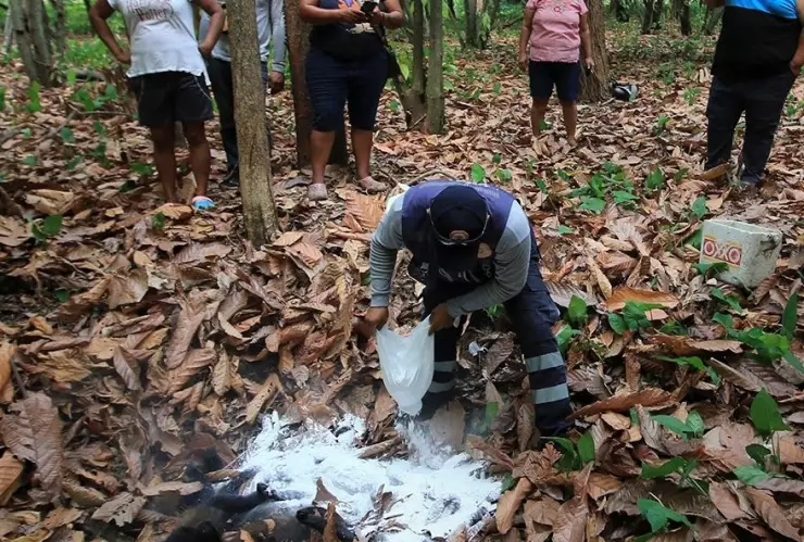 Monos muertos por ola de calor