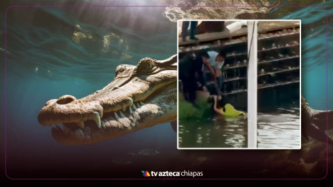 No es la primera vez: cocodrilos sorprenden a personas en Laguna de las Ilusiones