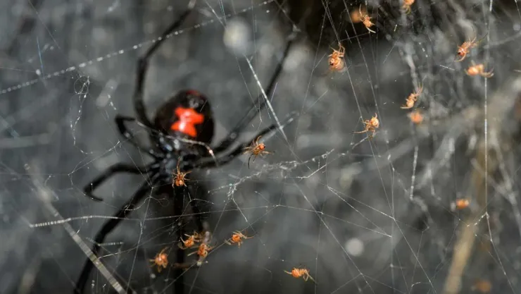 Araña Viuda Negra