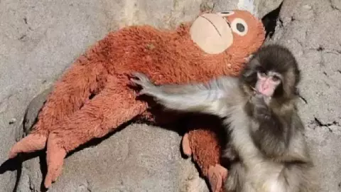 Supuesta MUERTE de mono Punch enciende las alarmas, revelan la verdad detrás del rumor