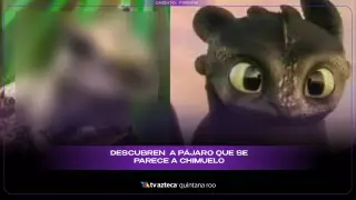 Descubren un pájaro que se parece a Chimuelo en “Cómo entrenar a tu dragón”