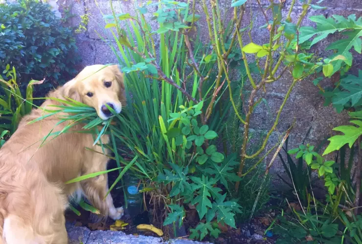 Existen métodos infalibles por expertos para que los perros no destrocen las plantas
