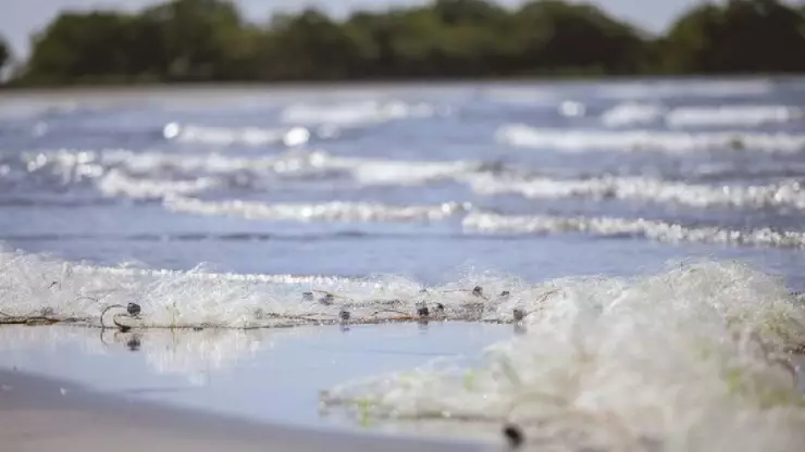 Cofepris emite alerta sanitaria en playa de Rosarito por contaminación