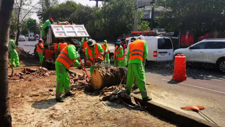 Retiran palmeras.jpeg