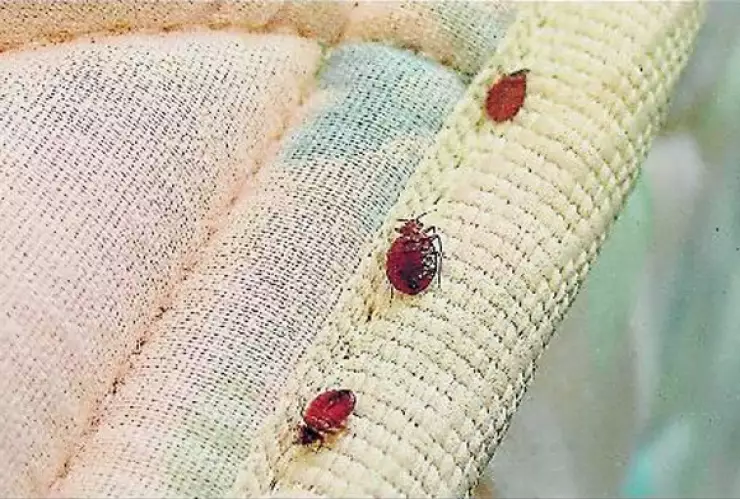 Pesticidas para chinches dañan a algunas personas