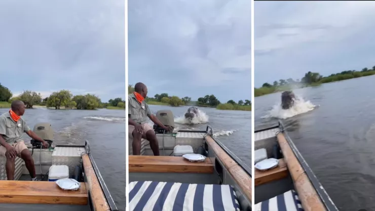 Gran hipopótamo persigue a turistas en una lancha