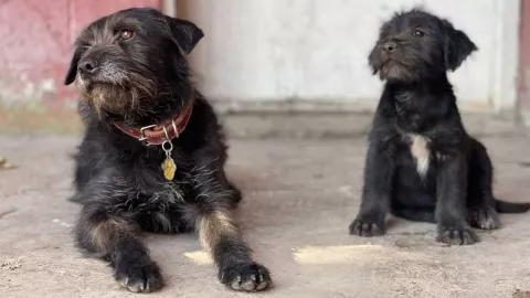 Perrito en Miguel Hidalgo