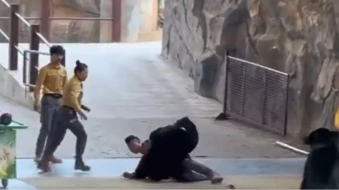 Oso ataca a entrenador.